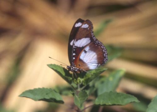 Hypolimnas misippus